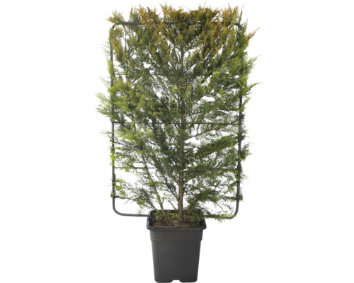 Gelbe Leyland-Zypresse FloraSelf Cupressocyparis leylandii 'Gold Rider' Spalier 120x80 cm Co 30 L