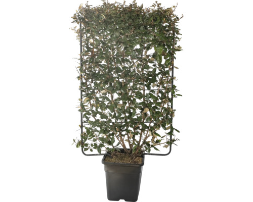 Wintergrüne Ölweide 'Compacta' Spalier FloraSelf Elaeagnus ebbingei 'Compacta' H 120 B 80 cm Co 30 L