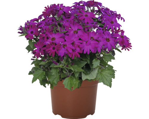 Blütenkorb mit lila Blüten im Topf