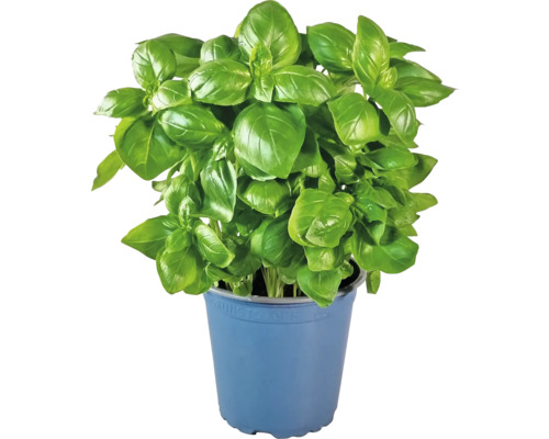 Basilikum Pflanze im Topf