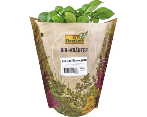 Bio Basilikum Pflanze im Topf