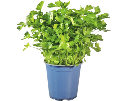 Petersilie im Topf