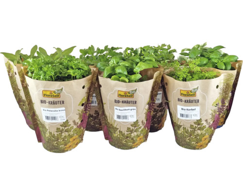 Verschiedene Bio-Kräuter im Topf