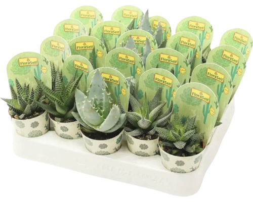 Haworthia und Aloe Mix FloraSelf H 7-15 cm Ø 5,5 cm Topf zufällige Sortenauswahl Tablett mit verschiedenen Sukkulenten in Töpfen