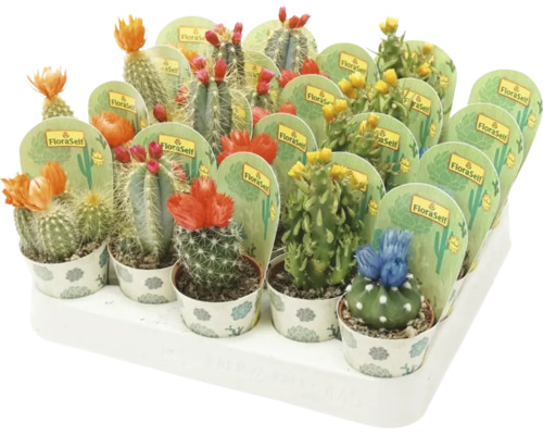 Kaktus mit Strohblumen FloraSelf Cactus H 15-20 cm Ø 5,5 cm Topf zufällige Sortenauswahl