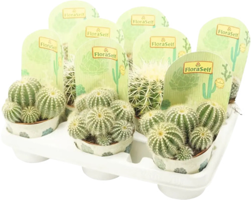 Kaktus FloraSelf Echinocactus H 10,5-11,5 cm Ø 10,5 cm Topf zufällige Sortenauswahl Tablett mit mehreren Kakteen der Marke FloraSelf
