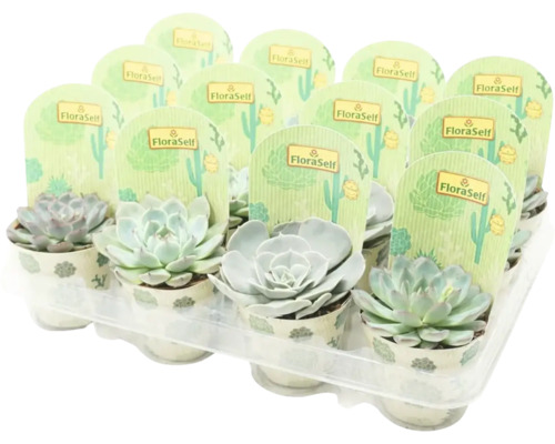 Echeverien Mix FloraSelf Echeveria Ø 8,5 cm Topf zufällige Sortenauswahl