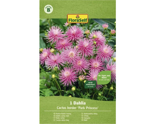 Blumenzwiebel FloraSelf Kaktus-Dahlie 'Park Princess' 1 Stk