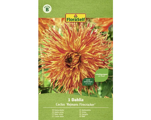 Blumenzwiebel FloraSelf Kaktus-Dahlie 'Sparkler' 1 Stk