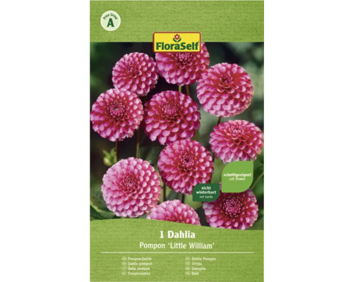 Blumenzwiebel FloraSelf Pompon-Dahlie 'Little William' 1 Stk