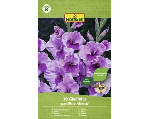 Blumenzwiebel FloraSelf Großblumige Gladiole 'Zoe' 10 Stk
