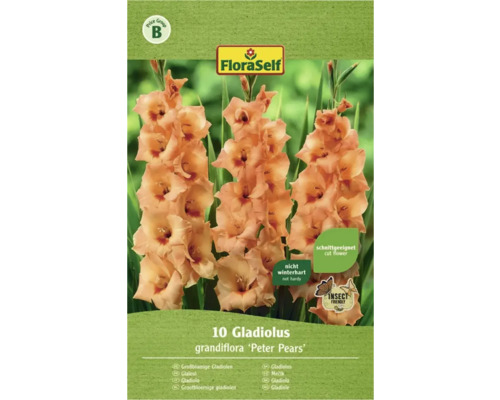 Blumenzwiebel FloraSelf Großblumige Gladiole 'Peter Pears' 10 Stk
