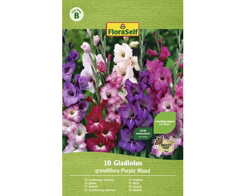 Blumenzwiebel FloraSelf Großblumige Gladiole 'Purple Mix' 10 Stk