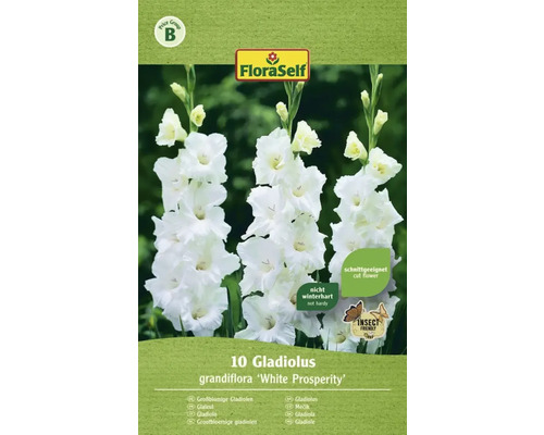 Blumenzwiebel FloraSelf Großblumige Gladiole 'White Prosperity' 10 Stk