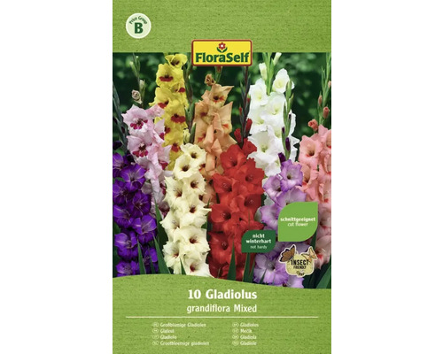 Blumenzwiebel FloraSelf Gladiole 'mixed' 10 Stk