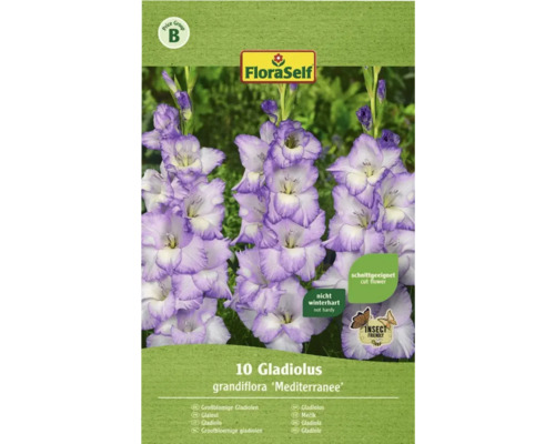 Blumenzwiebel FloraSelf Großblumige Gladiole 'Blue Frost' 10 Stk