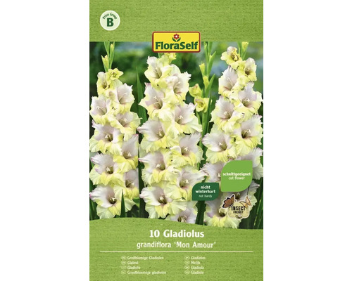 Blumenzwiebel FloraSelf Großblumige Gladiole 'Mon Amour' 10 Stk