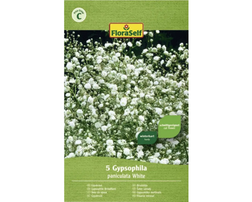 Blumenzwiebel FloraSelf Gipskraut 'White' 5 Stk