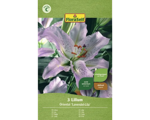 Blumenzwiebel FloraSelf Lilie 'Oriental lila' 3 Stk