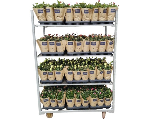 Blumenwagen mit Topfrosen in Papierverpackung