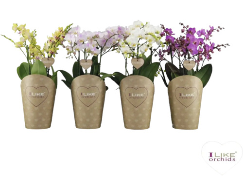 Vier Phalaenopsis Orchideen in Töpfen mit Papierumschlag