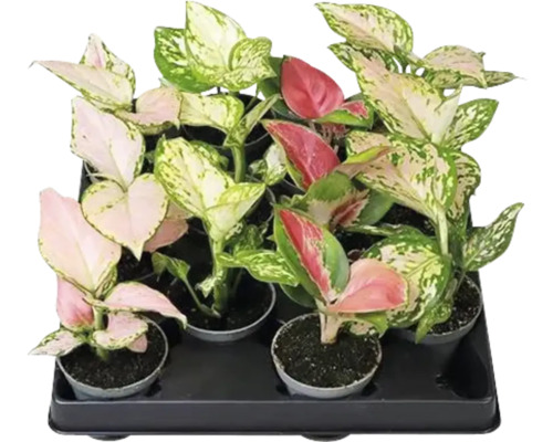 Kolbenfaden Mix FloraSelf Aglaonema H ca. 12 cm Ø 6 cm Topf, zufällige Sortenauswahl Tray mit verschiedenen Aglaonema Zimmerpflanzen