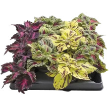 Bunte Coleus Pflanzen in einer Anzuchtplatte