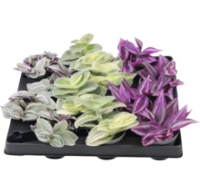 Dreimasterblume Luxe Mix FloraSelf Tradescantia Ø 6 cm Topf, zufällige Sortenauswahl