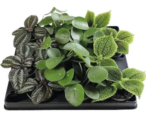 Kanonierblume, Ufopflanze Mix FloraSelf Pilea Ø 6 cm Topf, zufällige Sortenauswahl Schalen mit verschiedenen Zimmerpflanzen
