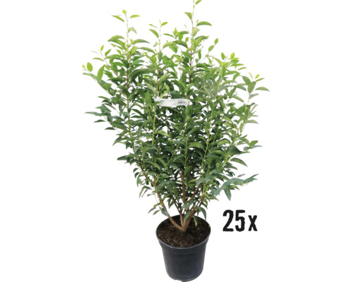 Portugiesischer Kirschlorbeer FloraSelf Prunus lusitanica 'Angustifolia' H 60-80 cm Co 5 L Mindestbestellmenge 25 Stk. für ca. 10 m Hecke-0