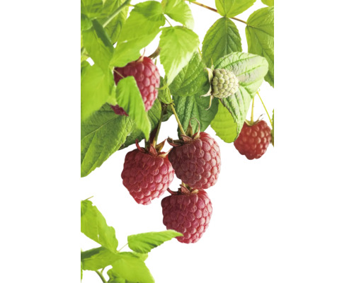 Bio Sommer-Himbeere 'Schönemann' FloraSelf Floralie Gärtnern mit Kids Ø 13 cm Topf Himbeerstrauch mit reifen und unreifen Früchten