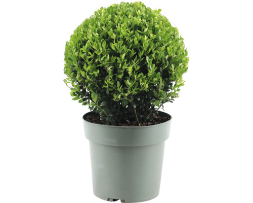 Bergilex Kugel FloraSelf Ilex crenata 'Jenny' Durchmesser ca. 25 cm Co 4 L