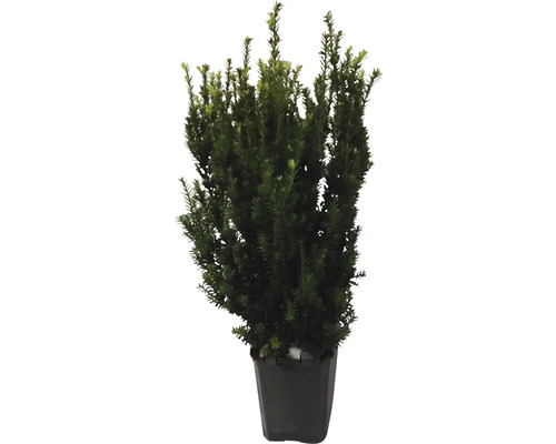Eibe im Topf für den Garten