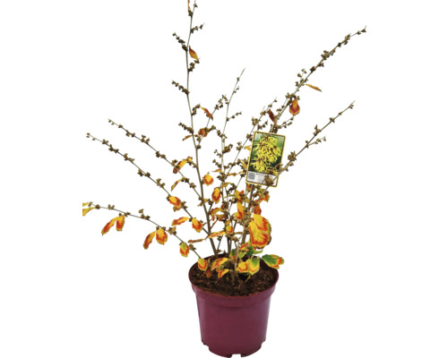 Zaubernuss FloraSelf Hamamelis intermedia 'Arnold Promise' H 60-80 cm Co 7,5 L Winterblüher