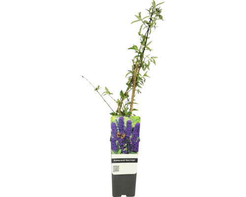 Sommerflieder, Schmetterlingsflieder FloraSelf Buddleja davidii Co 2 L Naturschutzhecke, Vogelschutzhecke