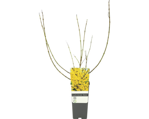 Goldglöckchen FloraSelf Forsythia intermedia 'Week End'® Co 2 L Naturschutzhecke, Vogelschutzhecke