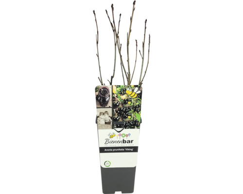 Apfelbeere FloraSelf Bio Aronia prunifolia 'Viking' Co 2 L Naturschutzhecke, Vogelschutzhecke