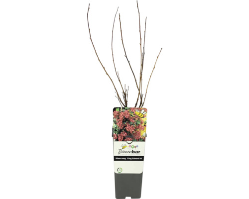 Blutjohannisbeere FloraSelf Ribes sanguineum 'King Edward VII' Co 2 L Naturschutzhecke, Vogelschutzhecke
