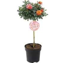 Candy Rose im Topf mit bunten Blüten