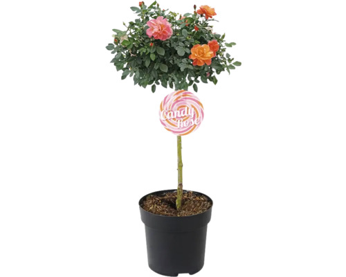Candy Rose im Topf mit bunten Blüten