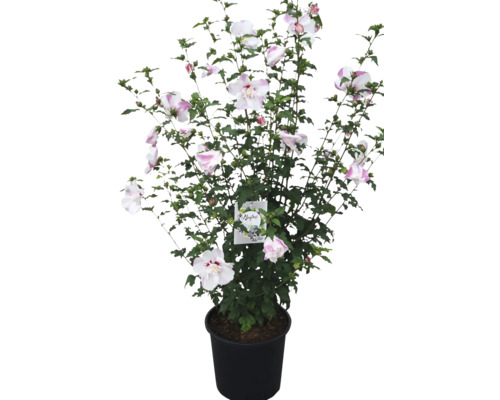 Hibiskus im Topf mit weißen und rosa Blüten