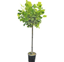 Tulpenbaum FloraSelf Liriodendron tulipifera H 175-200 cm Co 18 L