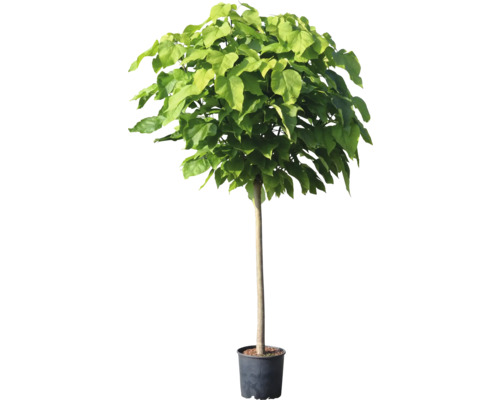 Kugel-Trompetenbaum im Topf