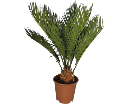 Palmfarn, Sagopalmfarm FloraSelf Cycas revoluta H ca. 45 cm Ø 12 cm Topf