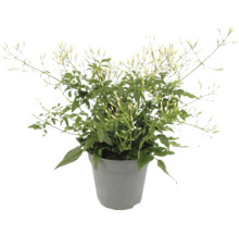 Arabischer Jasmin im Topf
