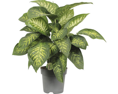 Dieffenbachie ‘Camilla’ Zimmerpflanze – Im 12 Cm Topf, 20–30 Cm Hoch, Luftreinigend