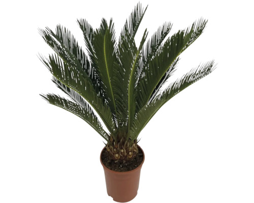 Palmfarn, Sagopalmfarm FloraSelf Cycas revoluta H ca. 60 cm Ø 17 cm Topf