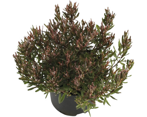 Im Topf gewachsene Rosmarinheide für den Garten