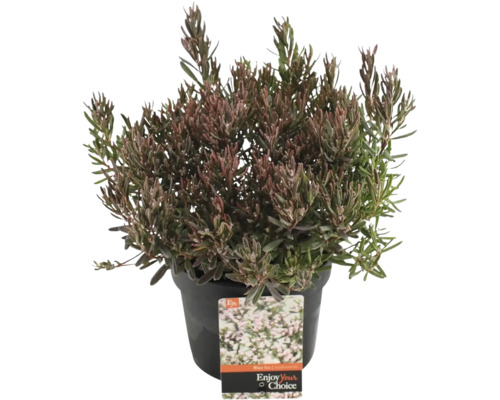 Andromeda polifolia in einem Topf