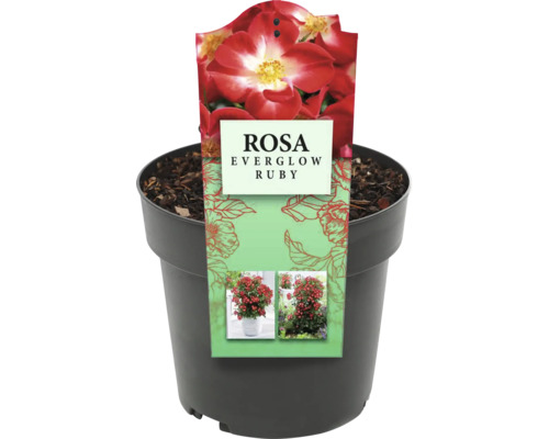 Rosa Everglow Ruby im Topf